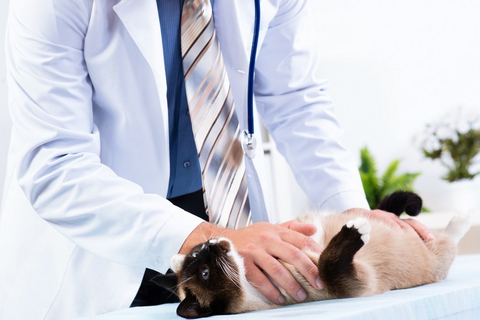 veterinary diagnostics in League City TX