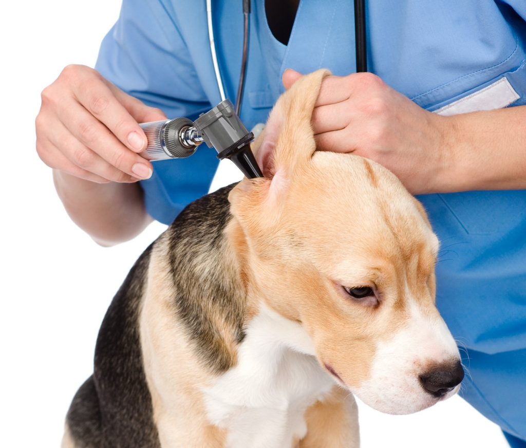 preventative pet healthcare in League City TX