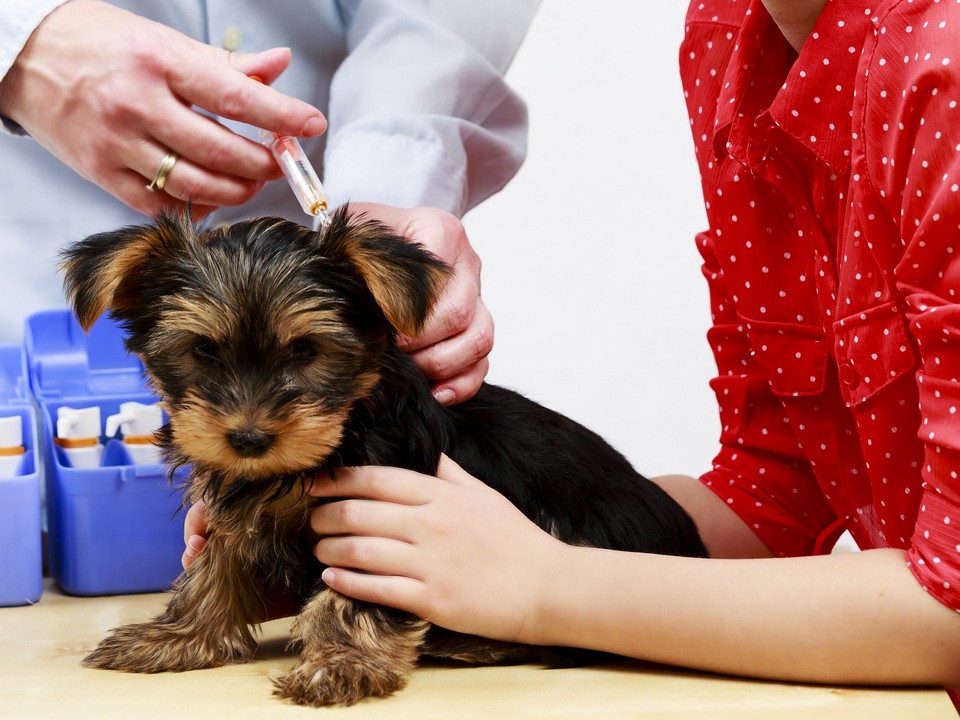 pet vaccinations in League City TX