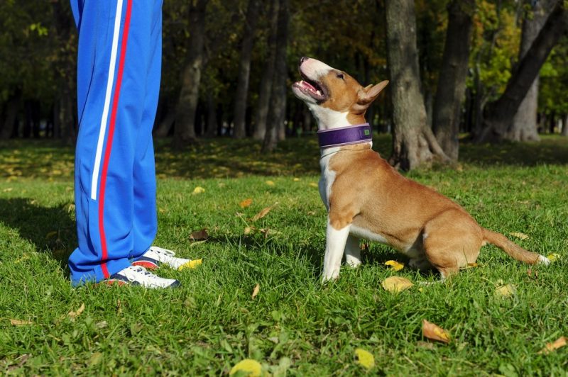 pet behavioral counseling in League City TX