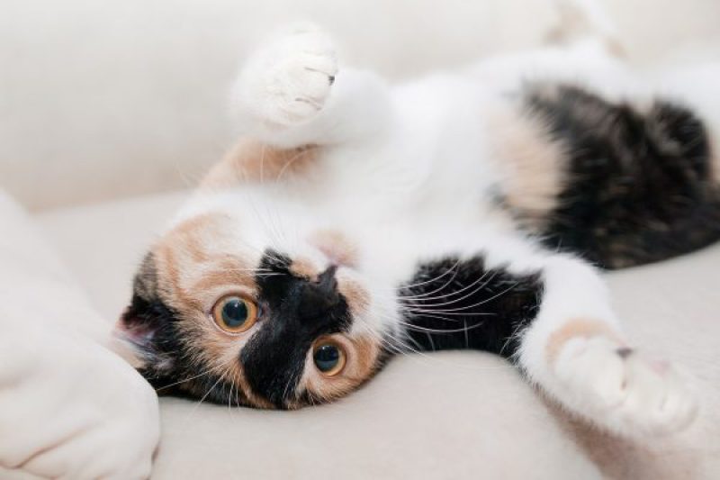 cat-64