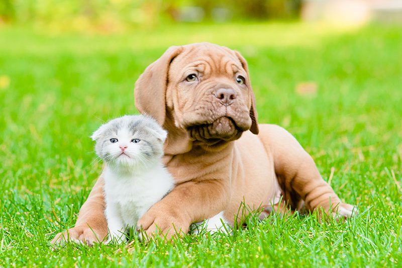 dog-cat01