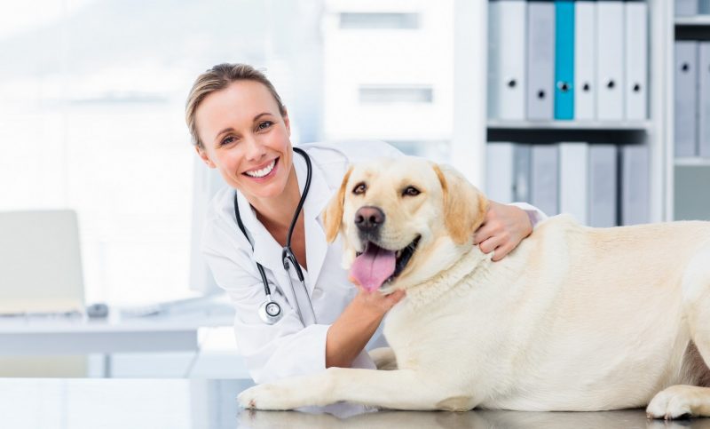 senior pet wellness care in League City TX